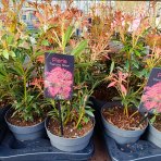 Pieris japonský (Pieris japonica) ´FLAMING SILVER´ - výška 30-40 cm, kont. C2L